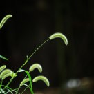 The dog's tail grass beauty